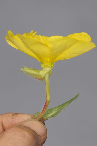 Oenothera odorata, photographed by aacocucci
