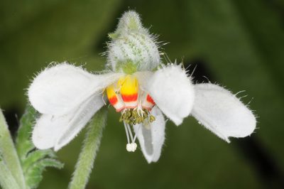 Blumenbachia insignis, photographed by aacocucci