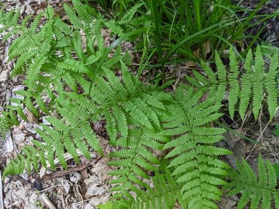 Athyrium angustum, photographed by Nick Kleinschmidt