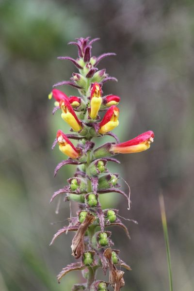 Neobartsia camporum, photographed by capacoscar
