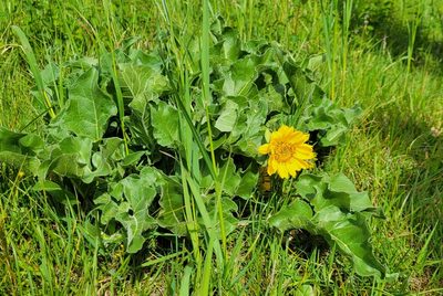 Balsamorhiza deltoidea