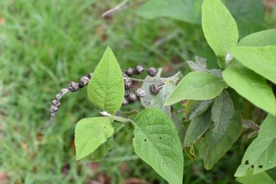 Buddleja crotonoides, photographed by Neptalí Ramírez Marcial