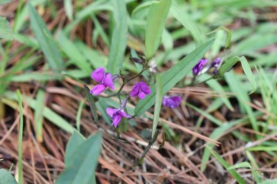 Cologania procumbens, photographed by Neptalí Ramírez Marcial