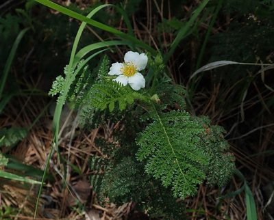 Chamaebatia foliolosa, photographed by Henrik Kibak