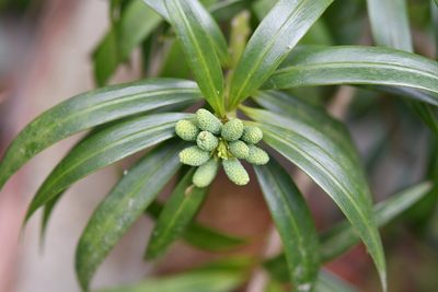 Podocarpus matudae, photographed by Neptalí Ramírez Marcial