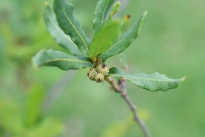Quercus sebifera, photographed by Neptalí Ramírez Marcial