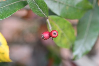 Phippsiomeles matudae, photographed by Neptalí Ramírez Marcial