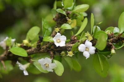 Randia chiapensis, photographed by Neptalí Ramírez Marcial