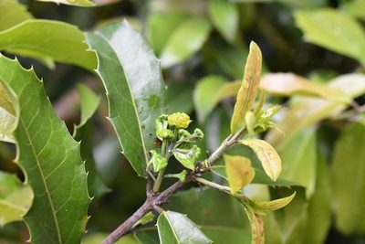 Olmediella betschleriana, photographed by Neptalí Ramírez Marcial