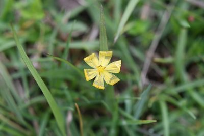 Sisyrinchium angustissimum, photographed by Neptalí Ramírez Marcial