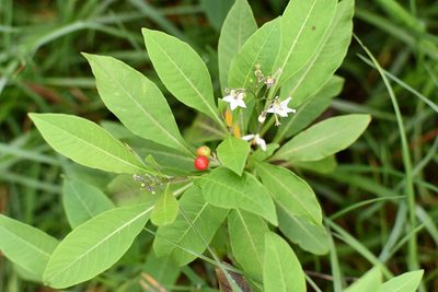 Solanum pubigerum, photographed by Neptalí Ramírez Marcial