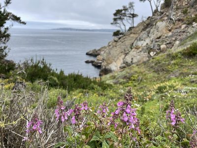 Stachys bullata, photographed by Leah Gardner
