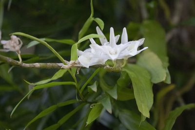 Dendrobium polyanthum, photographed by Kristof Zyskowski