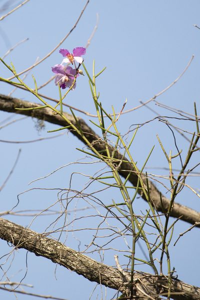 Papilionanthe teres, photographed by Kristof Zyskowski