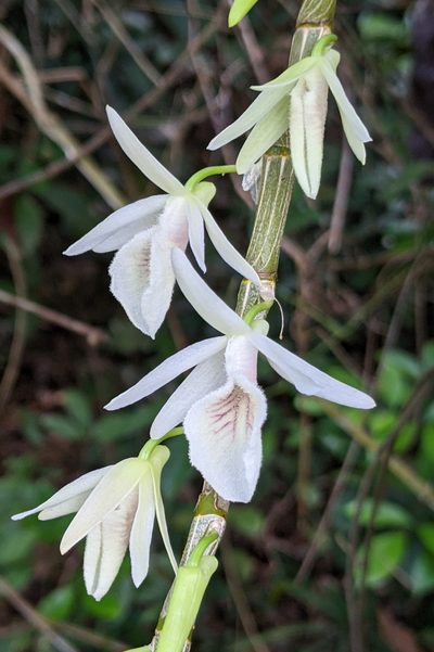 Dendrobium polyanthum, photographed by Kristof Zyskowski