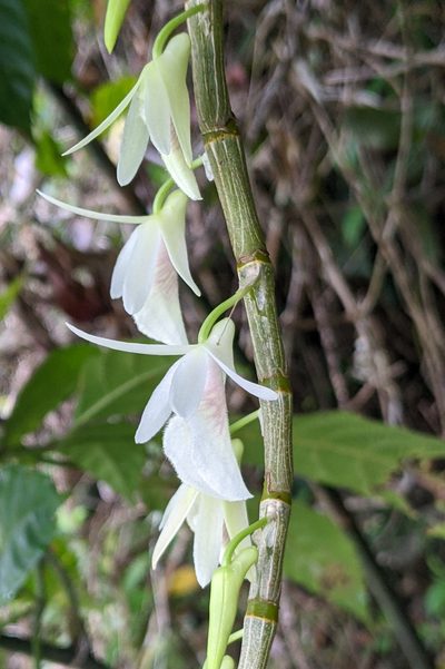 Dendrobium polyanthum, photographed by Kristof Zyskowski