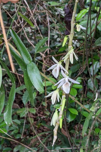 Dendrobium polyanthum, photographed by Kristof Zyskowski