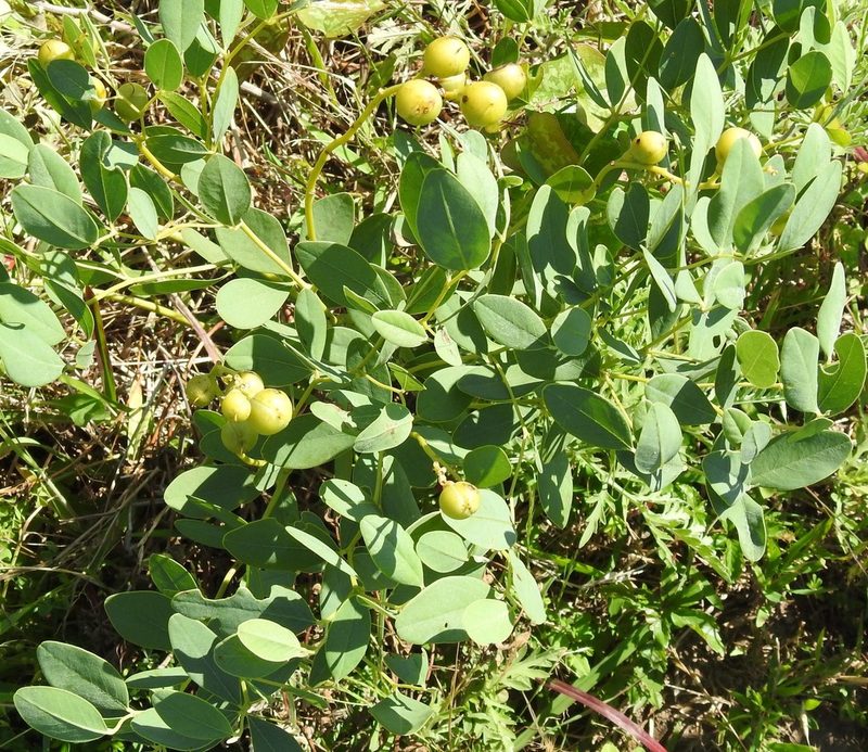 Baptisia sphaerocarpa, photographed by saltyhiker