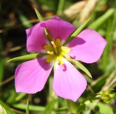Sabatia campestris, photographed by saltyhiker
