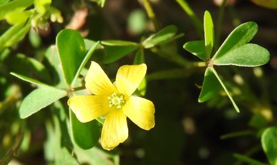 Oxalis dillenii, photographed by saltyhiker