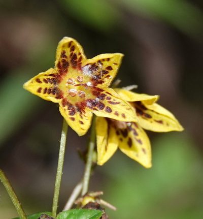 Capsicum geminifolium, photographed by desertnaturalist