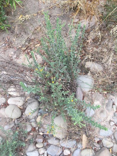 Heterotheca fastigiata, photographed by Adam J. Searcy