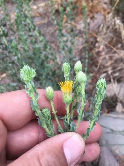 Heterotheca fastigiata, photographed by Adam J. Searcy