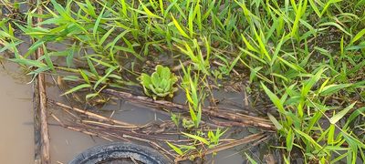 Pistia stratiotes, photographed by ritirene