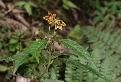 Capsicum geminifolium, photographed by desertnaturalist