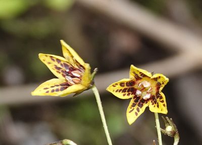 Capsicum geminifolium, photographed by desertnaturalist