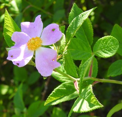 Rosa setigera, photographed by saltyhiker