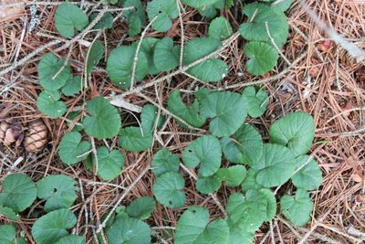 Rubus repens