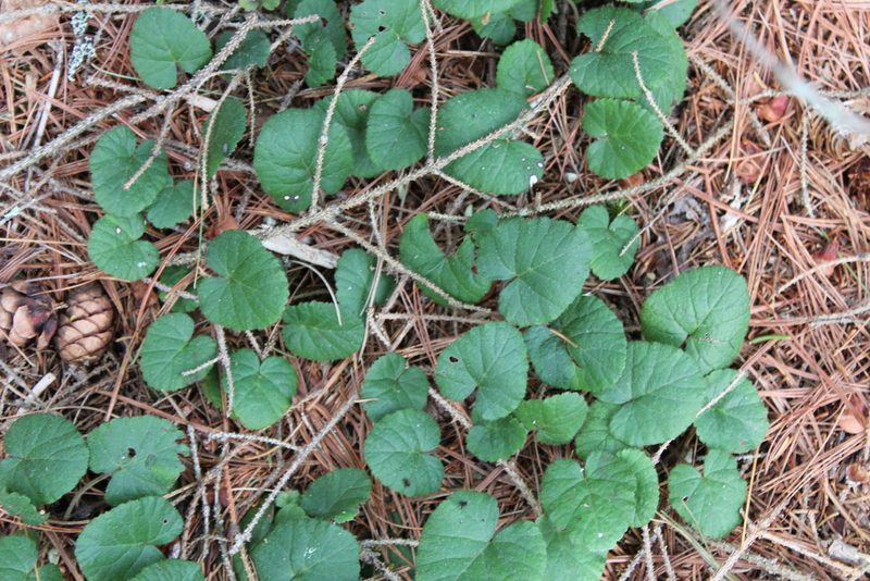 Rubus repens, photographed by Steven Lamonde