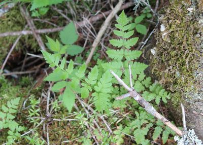 Dryopteris cristata, photographed by Steven Lamonde