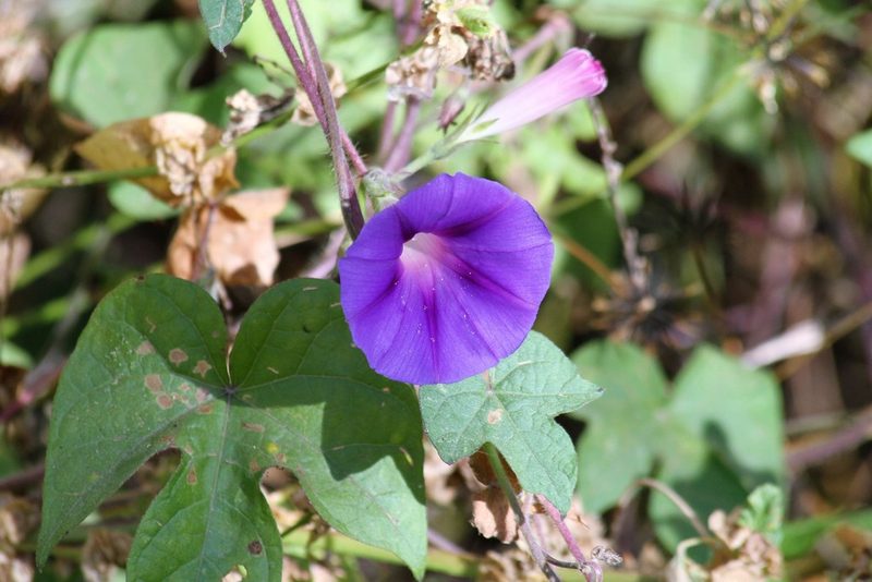 Ipomoea purpurea, photographed by capacoscar