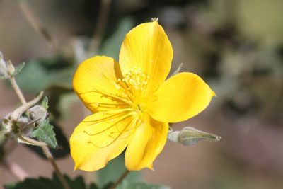 Mentzelia scabra, photographed by capacoscar