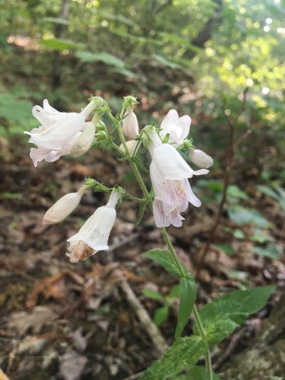 Penstemon canescens, photographed by Jessica