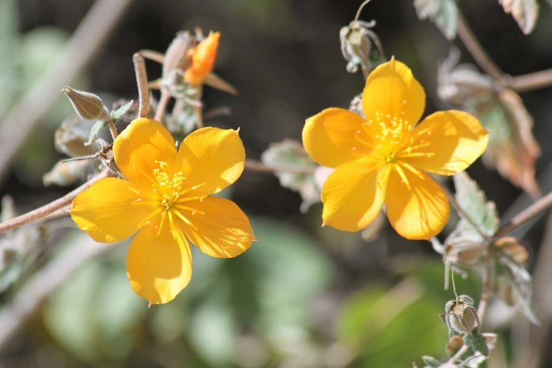 Mentzelia scabra, photographed by capacoscar