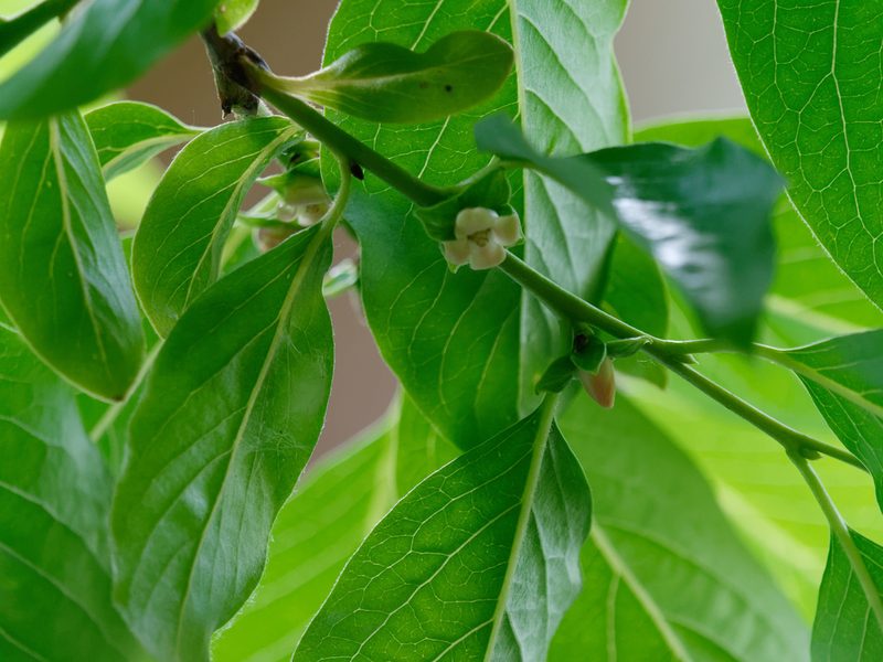 Diospyros lotus, photographed by olrett