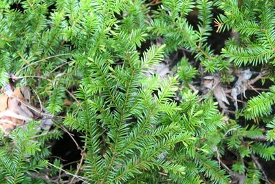 Taxus canadensis, photographed by Steven Lamonde