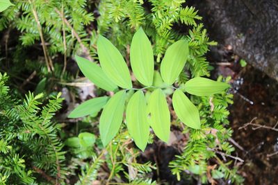 Uvularia sessilifolia, photographed by Steven Lamonde