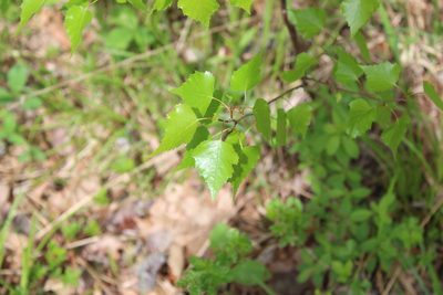 Betula populifolia, photographed by Steven Lamonde