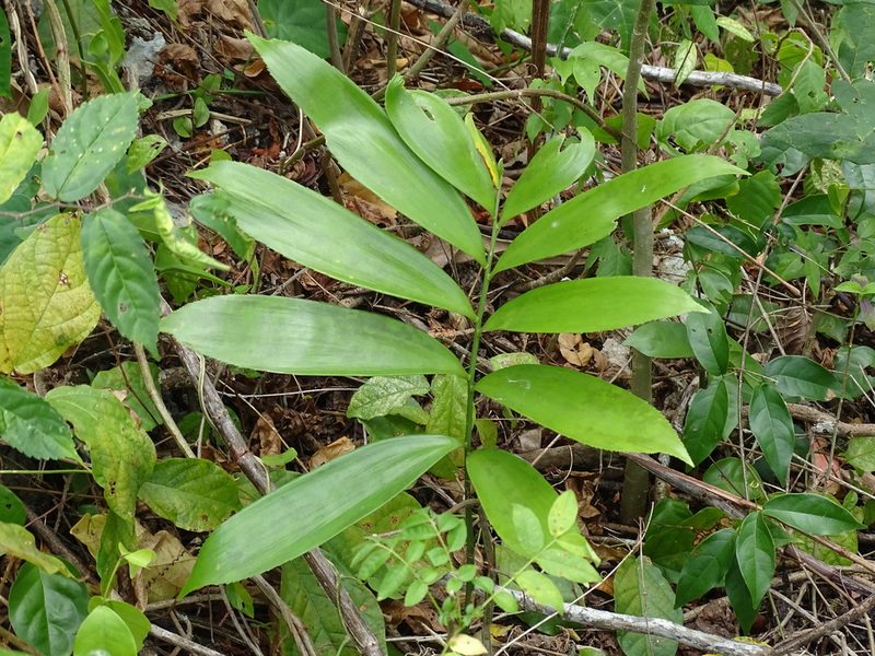 Zamia prasina, photographed by Alexis López Hernández