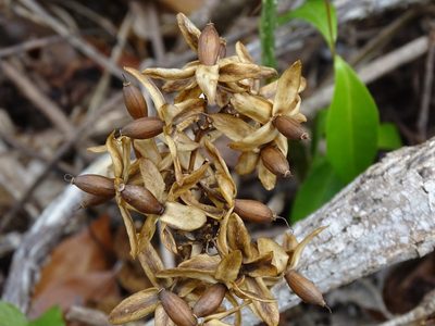 Ipomoea corymbosa, photographed by Alexis López Hernández