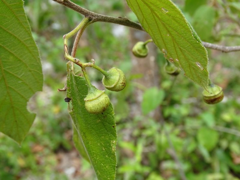 Colubrina yucatanensis, photographed by Alexis López Hernández