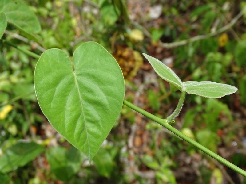 Ipomoea corymbosa, photographed by Alexis López Hernández