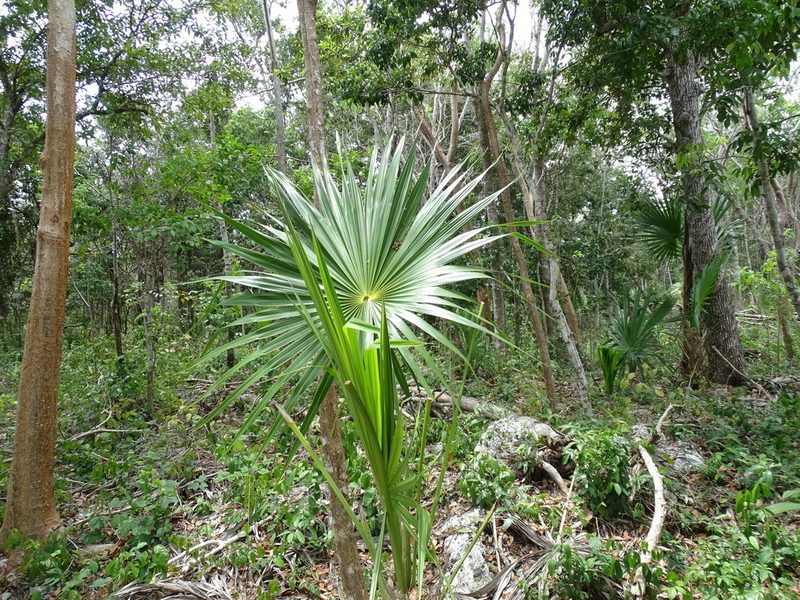 Sabal yapa, photographed by Alexis López Hernández