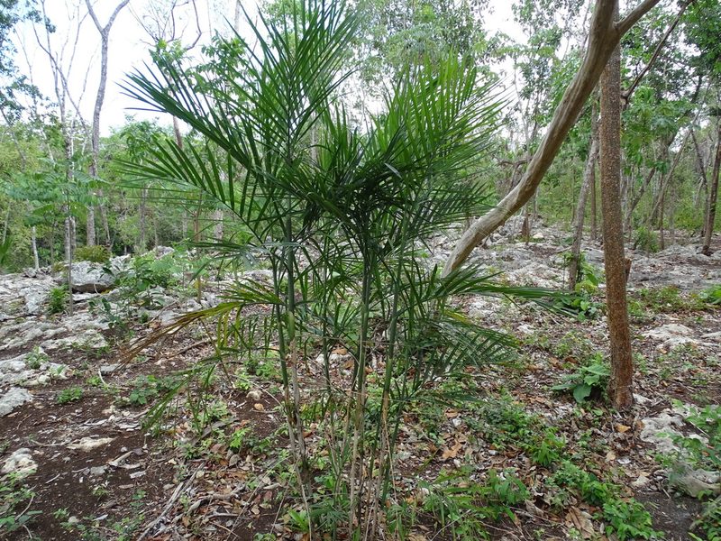 Chamaedorea seifrizii, photographed by Alexis López Hernández