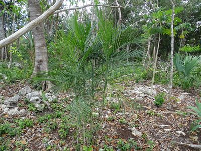 Chamaedorea seifrizii, photographed by Alexis López Hernández