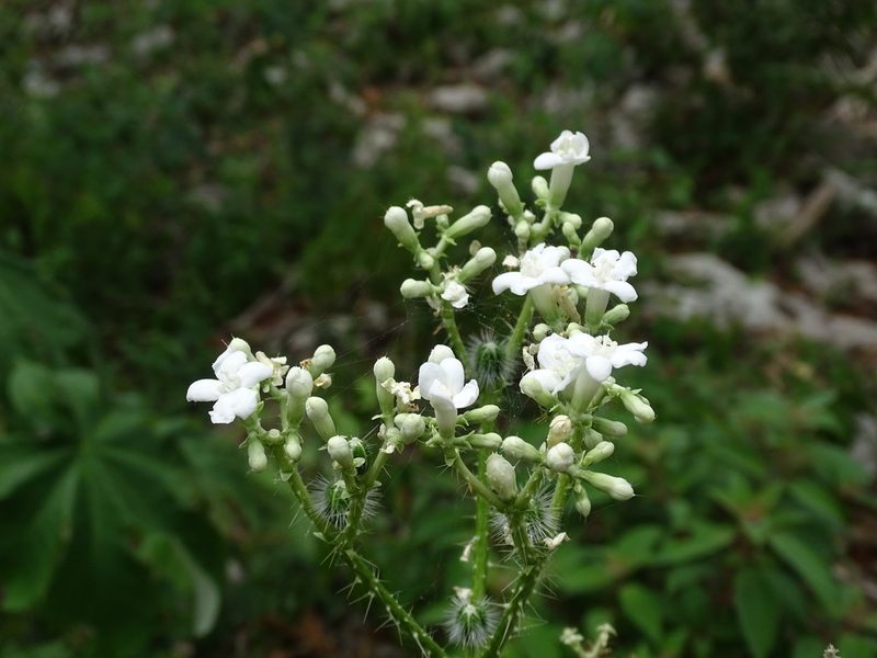 Cnidoscolus souzae, photographed by Alexis López Hernández